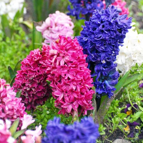 Hyacinth 'Value Mixed'