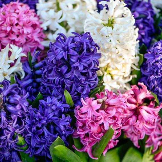 Hyacinth 'Value Mixed'