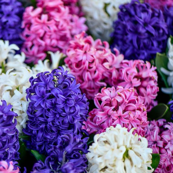 Hyacinth 'Value Mixed'