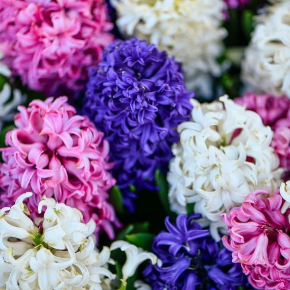 Hyacinth 'Value Mixed'