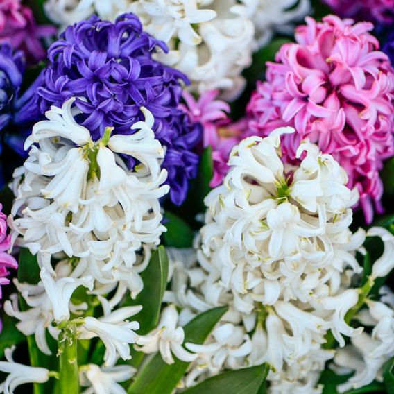 Hyacinth 'Value Mixed'