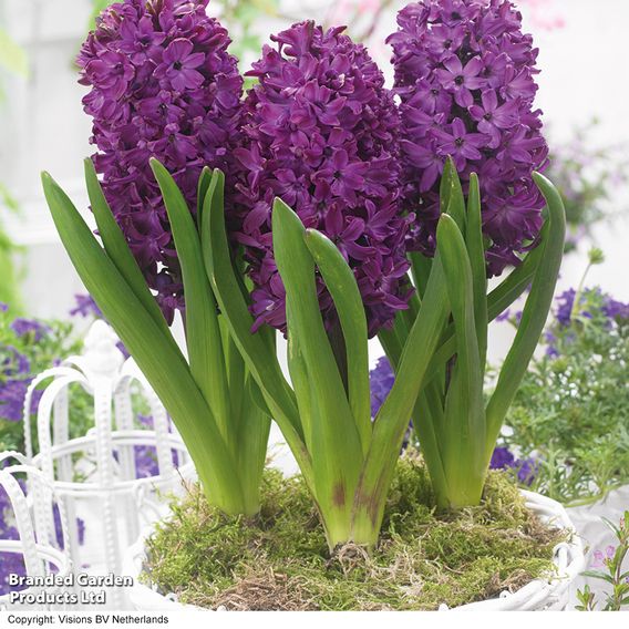 Hyacinth 'Woodstock'