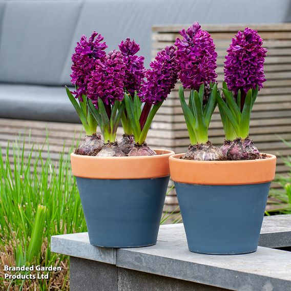 Hyacinth 'Woodstock'
