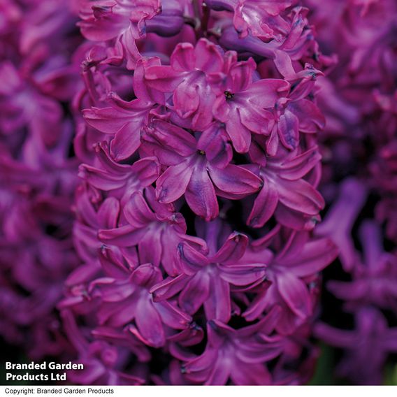 Hyacinth 'Woodstock'