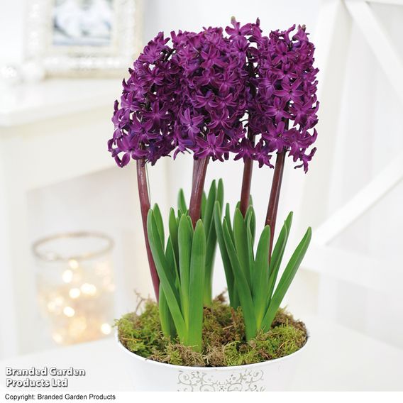 Hyacinth 'Woodstock'