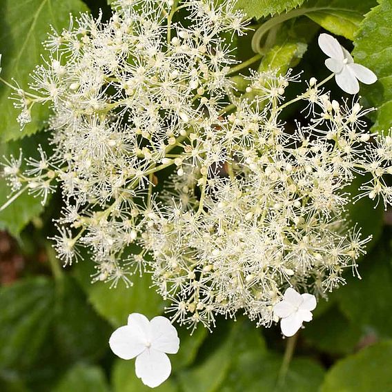 Hydrangea petiolaris