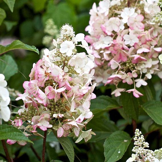 Hydrangea paniculata 'Pinky Winky'