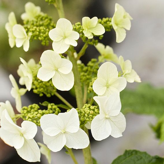 Hydrangea quercifolia 'Snow Queen'