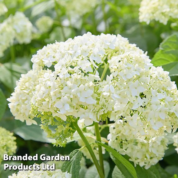 Hydrangea arborescens 'Annabelle'