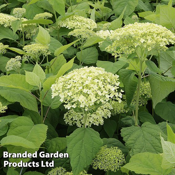 Hydrangea arborescens 'Annabelle'