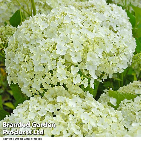 Hydrangea arborescens 'Annabelle'