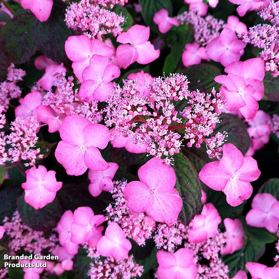 Hydrangea serrata 'Avelroz'
