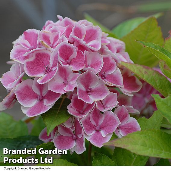 Hydrangea macrophylla 'Bavaria'