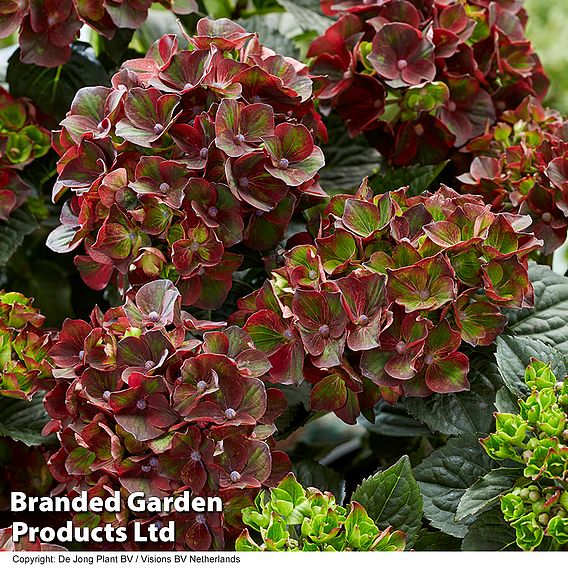 Hydrangea macrophylla 'Roco Black Knight'