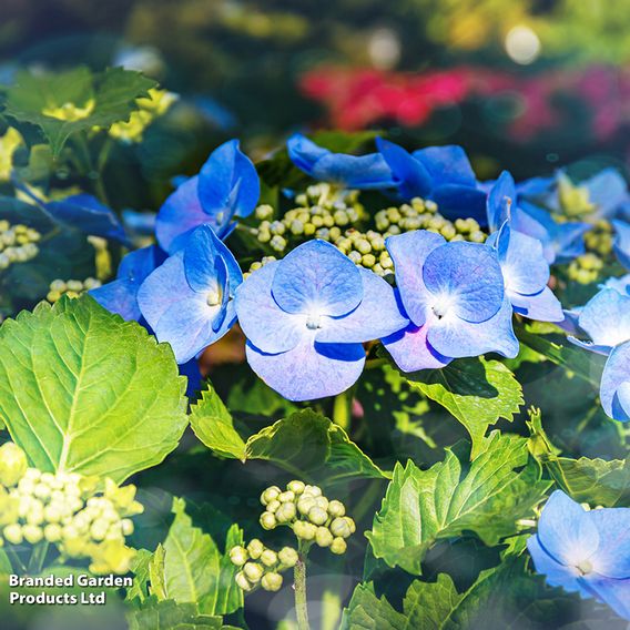 Hydrangea macrophylla 'Blaumeise' (Teller Blue)