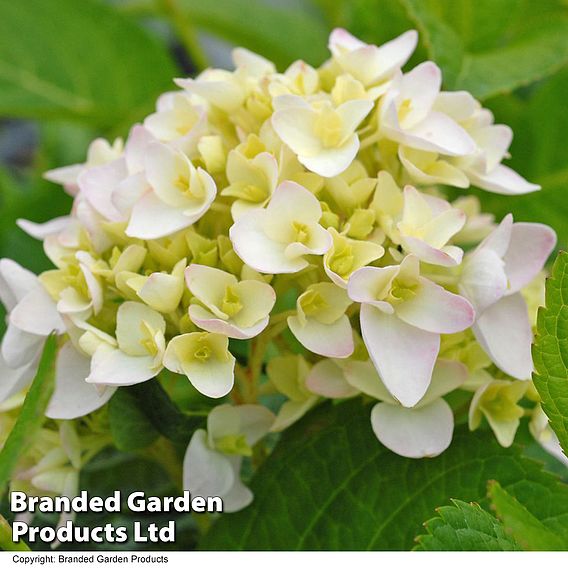Hydrangea macrophylla 'Endless Summer - The Bride'