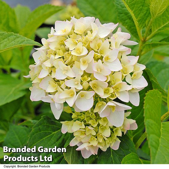 Hydrangea macrophylla 'Endless Summer - The Bride'