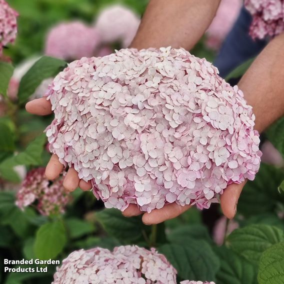 Hydrangea arborescens 'Candybelle Bubblegum'