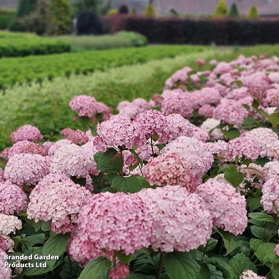 Hydrangea arborescens 'Candybelle Bubblegum'