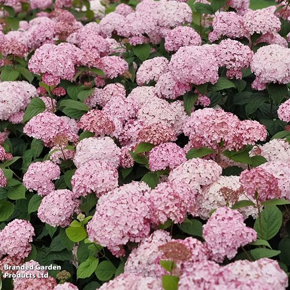 Hydrangea arborescens 'Candybelle Bubblegum'