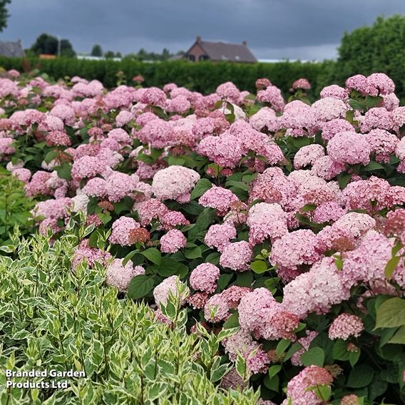 Hydrangea arborescens 'Candybelle Bubblegum'