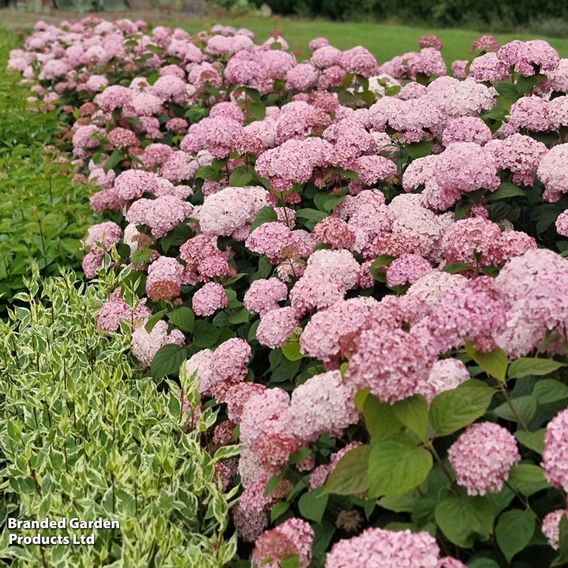 Hydrangea arborescens 'Candybelle Bubblegum'