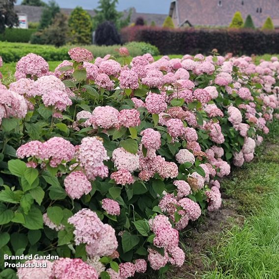 Hydrangea arborescens 'Candybelle Bubblegum'