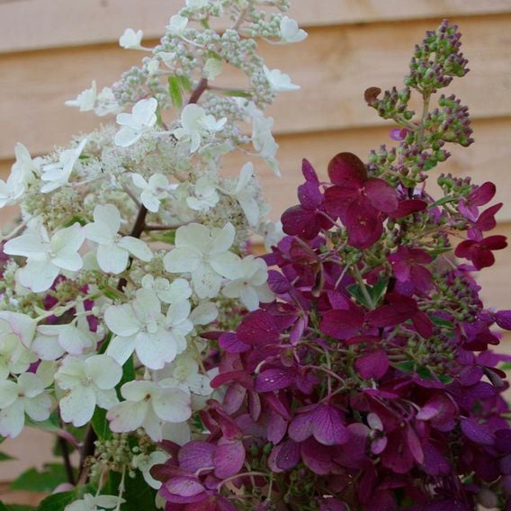 Hydrangea paniculata 'Candlelight'