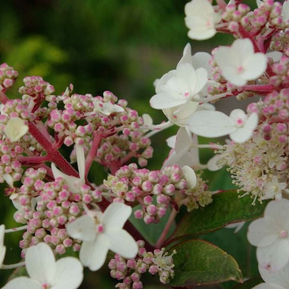 Hydrangea paniculata 'Candlelight'
