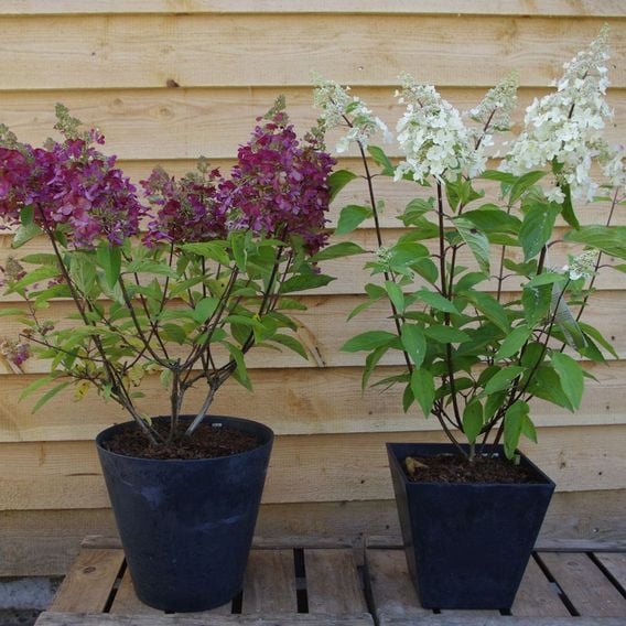 Hydrangea paniculata 'Candlelight'