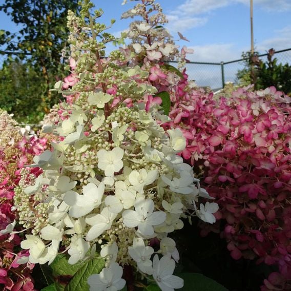 Hydrangea paniculata 'Candlelight'
