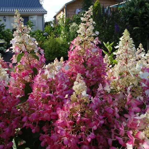 Hydrangea paniculata 'Candlelight'
