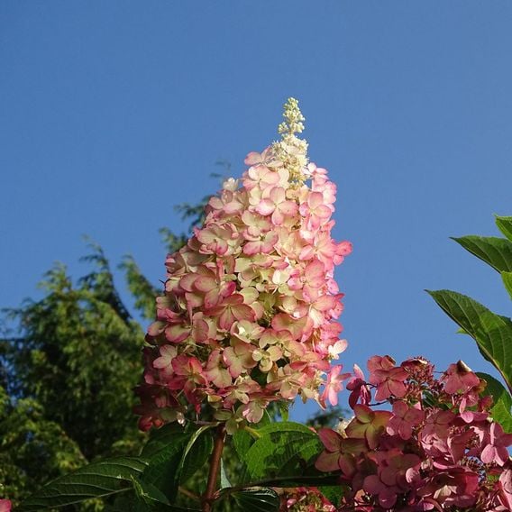 Hydrangea paniculata 'Candlelight'