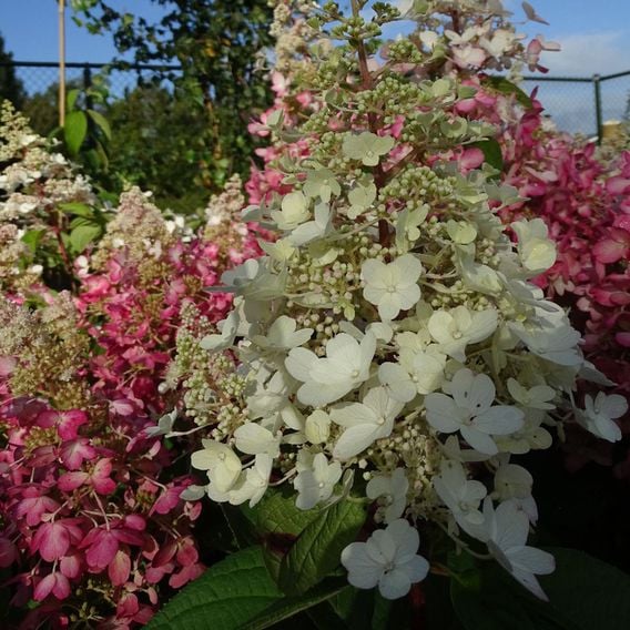 Hydrangea paniculata 'Candlelight'