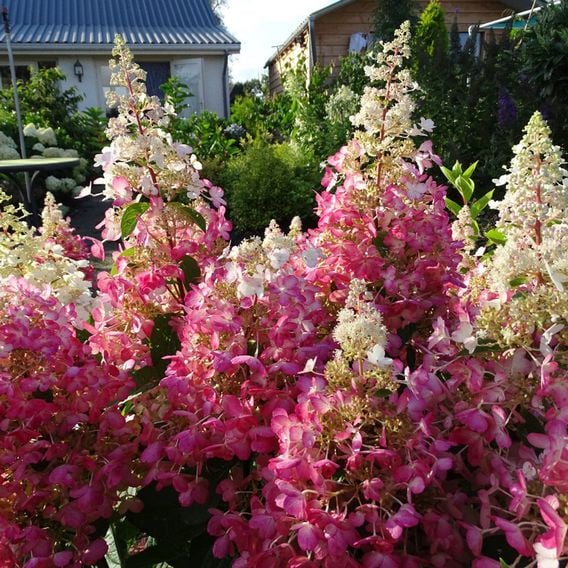 Hydrangea paniculata 'Candlelight'