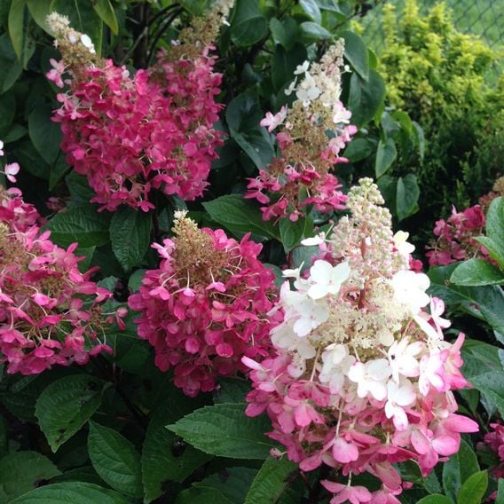 Hydrangea paniculata 'Candlelight'