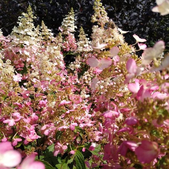 Hydrangea paniculata 'Candlelight'