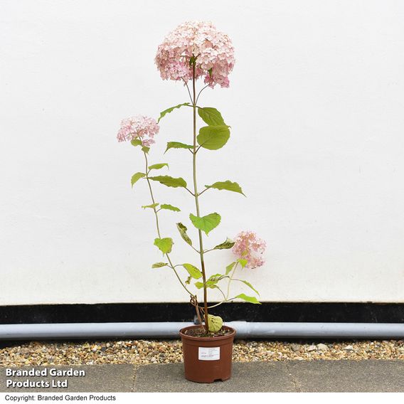 Hydrangea arborescens 'Candybelle Bubblegum'