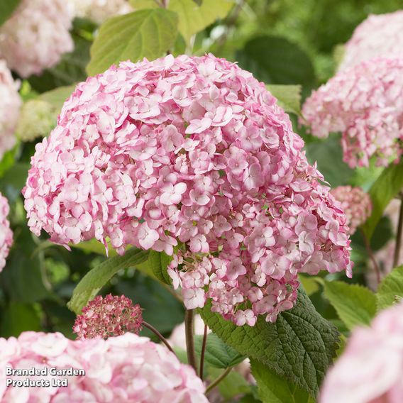 Hydrangea arborescens 'Candybelle Bubblegum'