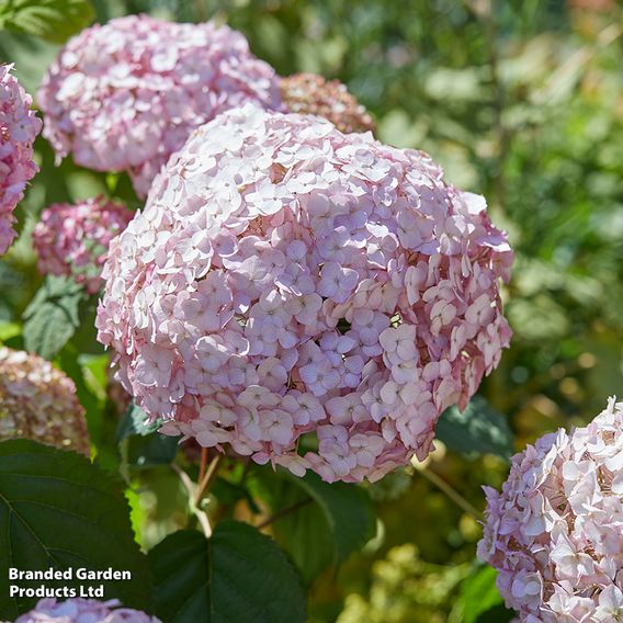 Hydrangea arborescens 'Candybelle Bubblegum'