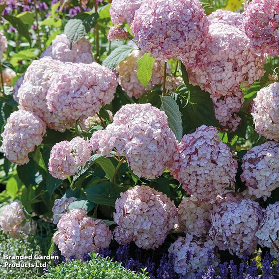 Hydrangea arborescens 'Candybelle Bubblegum'