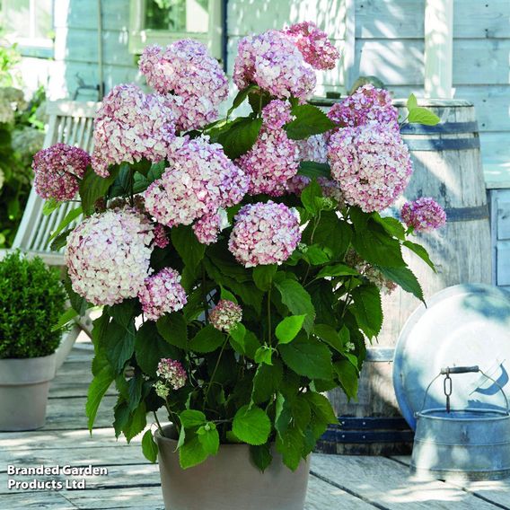Hydrangea arborescens 'Candybelle Bubblegum'
