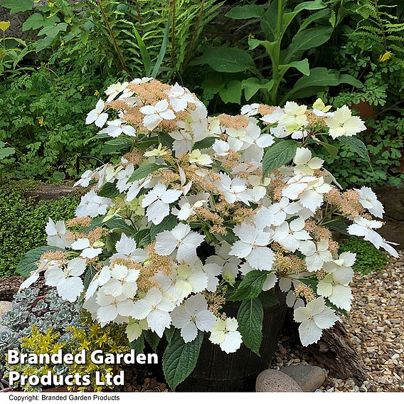 Hydrangea 'Cloud Nine'