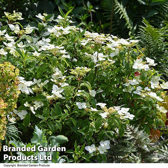 Hydrangea 'Cloud Nine'