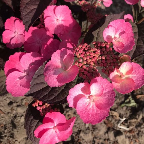 Hydrangea serrata 'Daredevil'