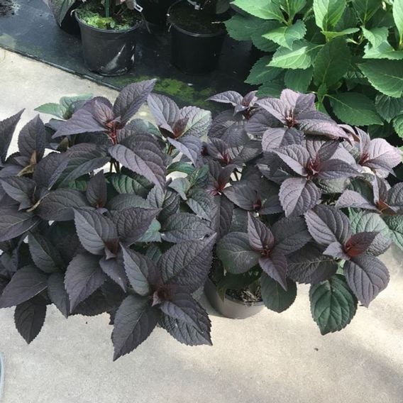 Hydrangea serrata 'Daredevil'