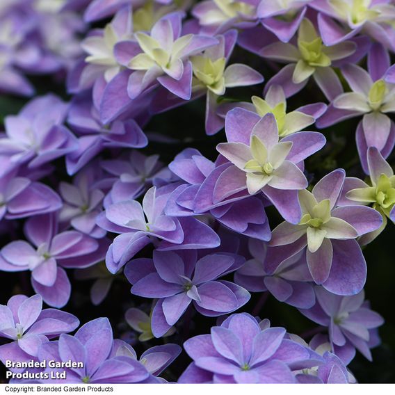 Hydrangea 'Double Dutch Alkmaar'