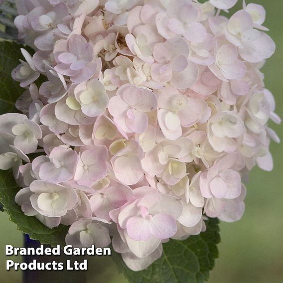 Hydrangea macrophylla 'Endless Summer - The Bride'