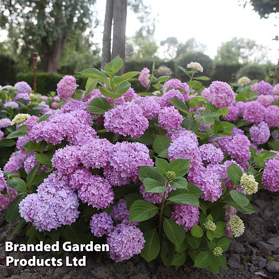 Hydrangea macrophylla Endless Summer® THE ORIGINAL