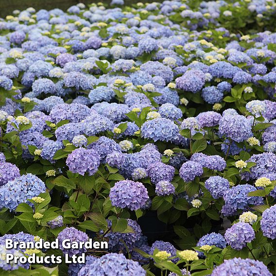 Hydrangea macrophylla Endless Summer® THE ORIGINAL